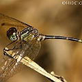 Nannophlebia eludens (Elusive Archtail) in Smithfield<br />Canon EOS KDX (400D) + EFS60 F2.8